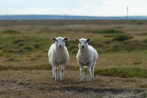 Does Duplicate Content Hurt Your SEO?